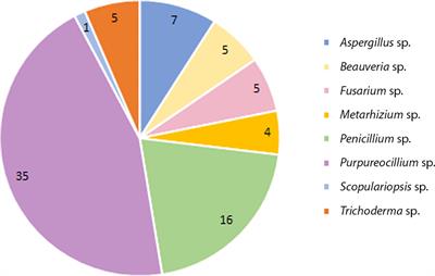 Soil samples from sporotrichosis transmission belt area: Searching for fungal species and their antagonistic activity against Sporothrix brasiliensis